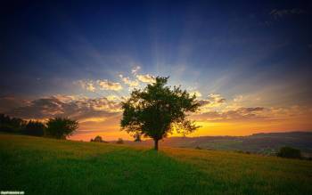 Восход на зеленом поле, Восходящее солнце на горизонте, поле, утро, зелень, дерево, восход, Солнце