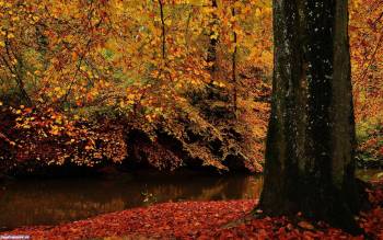 Золотые листья в осеннем лесу, обои 1920x1200, Золотые обои леса, лес, осень, листопад, тишина, вечер, природа, листья, ствол, дерево