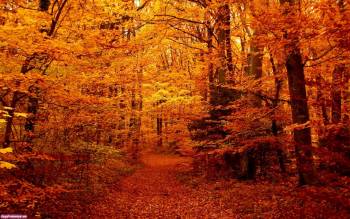 Рыжий осенний лес, обои 1920x1200, Осенняя дорога через лес, лес, листопад, деревья, листва, желтый, оранжевый