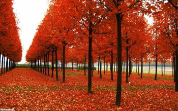 Рыжая осень, осенние обои для рабочего стола, Красная осенняя погода, 1920x1200, парк, осень, просека, листопад