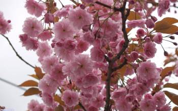 Весеннее цветение персика, Вот так цветет персик, цветение, природа, цветы, весна