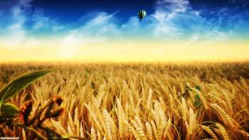 Поле созревшей пшеницы Обои пшеница 1920x1080, Воздушный шар над полем, пшеница, поле