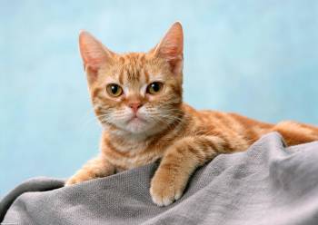 Симпатичная рыженькая кошка, Рыжик на одеяле, кошка, кот, рыжий