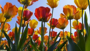 Красно-желтые тюльпаны на рабочий стол, Цветы крупным планом под синим небом, цветы, тюльпаны, обои, весна