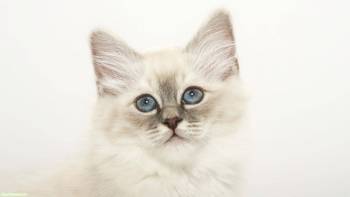 Синеглазый белый котенок, Кошки на рабочий стол, кошка, котенок, морда