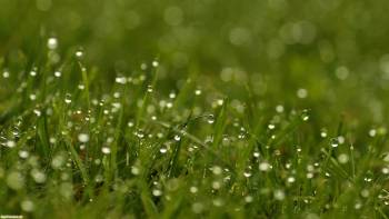 Утренняя роса на траве, Зеленые обои для рабочего стола, макро, трава, роса, утро