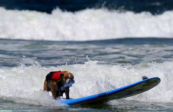 Бульдог на серфинге в море, Обои с собаками на рабочий стол, собака, бульдог, сёрфинг, море, доска