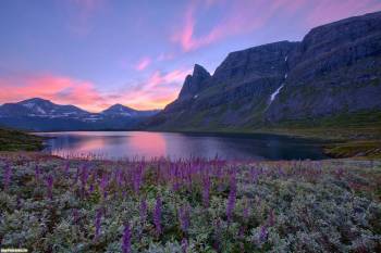 Озеро в горах на восходе солнца, Обои с озером и цветами , цветы, горы, восход, озеро, Норвегия