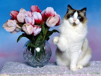 Кот рядом с вазой розовых тюльпанов!, Обои с котЭ на рабочий стол, кот, цветы, ваза, тюльпаны, котэ