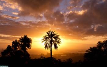 Закат солнца в тропиках ..., Обои с пальмами на рабочий стол , тропики, пальмы, закат
