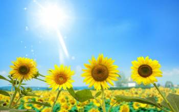 Поле подсолнухов под ярким солнцем, Обои с подсолнухами для рабочего стола!, подсолнухи, поле, солнце