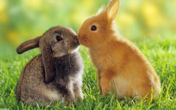 Два маленьких кролика на зеленой траве, Милые кроьчата для рабочего стола, кролики, трава, зелень, крольчата