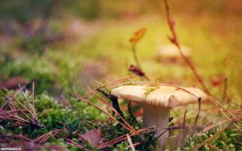 Гриб в лесу, обои с грибами, Белый гриб на траве, гриб, подлесок, осень, красота, природа, лес, опушка, макро