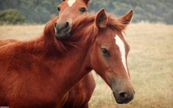 Лошади, обои с лошадьми - красивые лошади на поле, , лошади, кони, поле