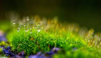 Макро-фото росы и травы, роса на зеленой траве, , роса, макро, капли, зелень, фото