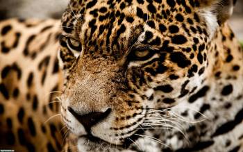 Взгляд Леопарда - обои с хищниками для рабочего стола, , Леопард, хищник, животные, дикая природа