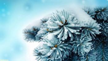 Ветка ели в снегу - зимние обои для рабочего стола, Зимние пейзажи для рабочего стола, ель, елка, снег, иний, зима
