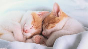 Спяшие милые котята - обои с кошками на рабочий стол, Милый кошачий сон, котята, кошки, сон, милый