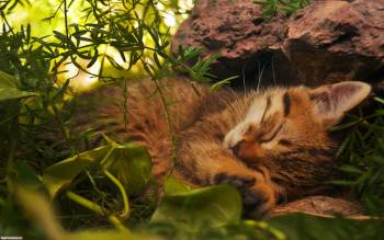 Спящий котенок, обои с кошками для рабочего стола, Милый котенок спит в траве, котенок, спит, сон, кот, трава