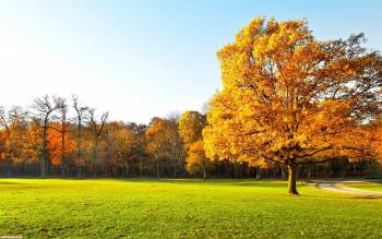 Осеняя опушка в лесу, Золотое дерево в осеннем лесу, осень, лес, опушка, листья, желтый