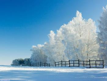 Деревья покрытые инеем, Деревья в зимней одежне, иней, зима, деревья, забор, поле