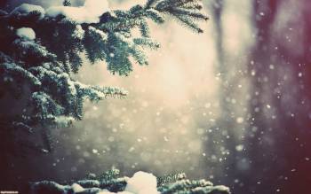 Зимний, лесной пейзаж, Снег на елке в лесу, зима, елка, снег, снежинки