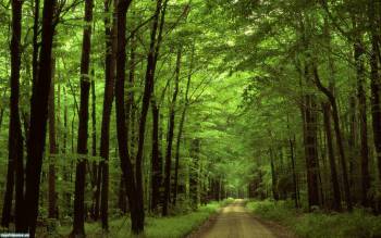 Обои дорога в лесу, зеленая дорога в темном лесу, , лес, дорога, просека, зелень