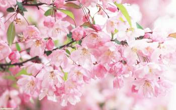 Весна, обои весна. Весенние картинки и обои на рабочий стол, , весна, весенний, обои, картинки, сакура, цветы