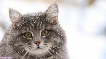 Обои: забавный котик в снегу, , кот, котик, снег, мордочка, животные