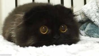 Черный кот с огромными глазами, , кот, черный, глаза